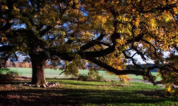 Antica Locanda Pienza Dış mekan fotoğraf
